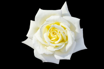 Wall Mural - white rose or rosehip on a stem isolated on a white background