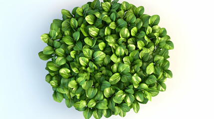 Wall Mural - a top view of a lush green bush with leaves, isolated on a white background.
