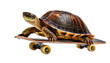© Inspire Stock - A turtle on fastly running skat board isolated on transparent background