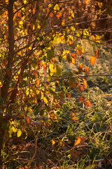 Wall Mural - Autumn landscape, yellow leaves and hoarfrost on the grass