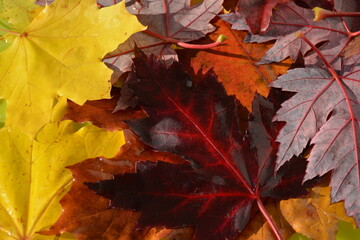 Wall Mural - Yellow and red maple leaves on earth