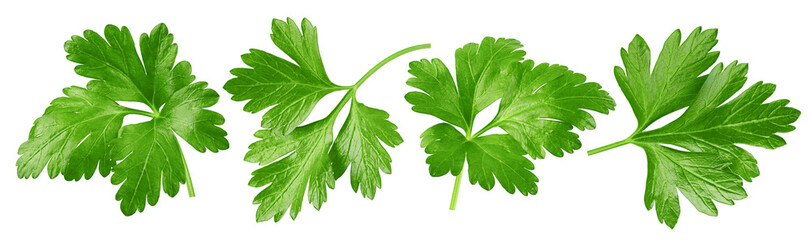 Wall Mural - parsley isolated on white background, full depth of field