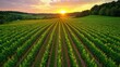 © Nitchalee N. - A serene vineyard at sunset, showcasing rows of green grapevines under a colorful sky, ideal for wine production and agricultural beauty.