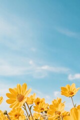 Poster - Bright yellow daisies reach for the sky under a clear blue backdrop, AI