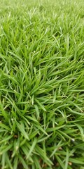 Wall Mural - Close-up shot of a lush green grass texture background, texture, natural