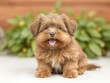 © Kaittisak - Happy reddish Havanese puppy sitting frontally, fluffy fur, cheerful expression, sitting, cute