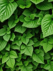 Wall Mural - Close-up shot of lush green foliage texture with intricate leaf patterns and vibrant shades of green, green, pattern