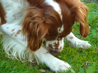 Poster - Spaniel breton