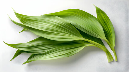 Poster - Four green leaves of a plant on a white background.