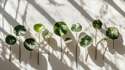 Wall Mural - green leaves arranged in a row on a white background with shadows from sunlight.
