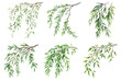 © Narin - Watercolor set of green willow branches png. Willow branch with green leaves hanging. Watercolor green leaves. Vector illustration.