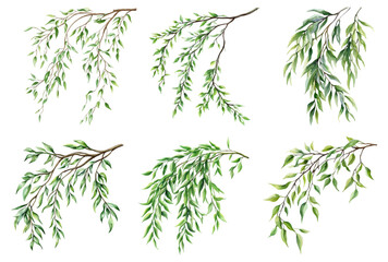 watercolor set of green willow branches png. willow branch with green leaves hanging. watercolor gre