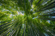 © Hien - Bamboo forest looking up at the sky