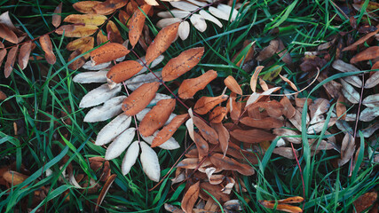 Aufkleber - A field of grass with leaves scattered on the ground. The leaves are brown and yellow, and they are scattered all over the field. The grass is green and lush. The image has a peaceful