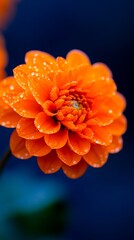 Wall Mural - A close up of an orange flower with water droplets on it