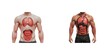 © Tararat - Two muscular models displaying the internal anatomy, showcasing the lungs and abdominal organs for educational purposes.