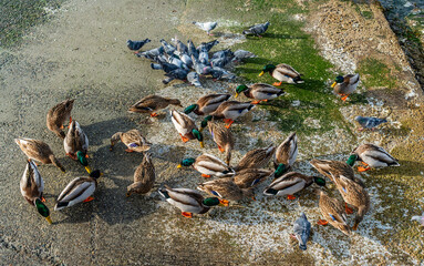 Wall Mural - Shoreline Birds Feeding 2