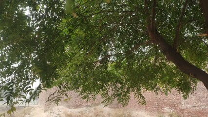 Wall Mural - trees in the park