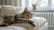© Jafree - Tabby Cat Napping Peacefully on a Cozy White Radiator in a Sunlit Room, Concept of Comfort, Warmth, Relaxation, and Tranquility in a Serene Home Environment