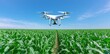 © typepng - An agricultural field with a bright blue cloudless sky is dotted with vibrant green naive maize seedlings, which thrive on advanced technology, precision irrigation, and drones.