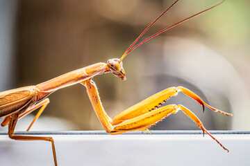 Wall Mural - praying mantis