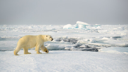 Wall Mural - polar bear (ursus maritimus) on ice and snow, svalbard, norway