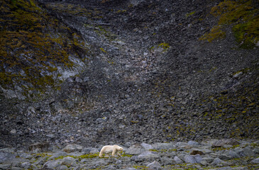 Wall Mural - polar bear (ursus maritimus) on land in summer, svalbard, norway