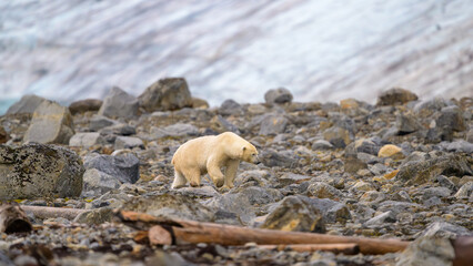 Wall Mural - polar bear (ursus maritimus) on land in summer, svalbard, norway