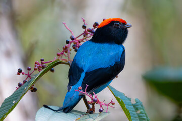 Wall Mural - swallow-tailed manakin