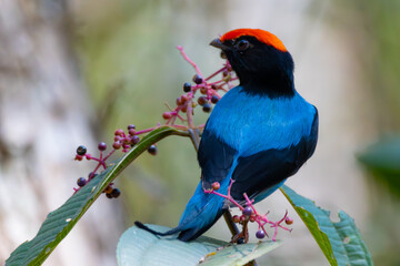 Wall Mural - swallow-tailed manakin