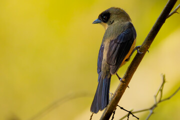 Wall Mural - black-goggled tanager