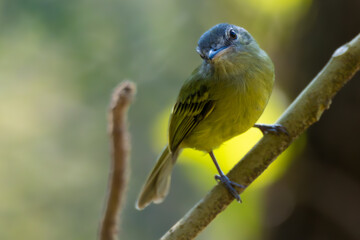 Wall Mural - yellow-olive flycatcher