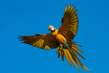 Wall Mural - yellow macaw