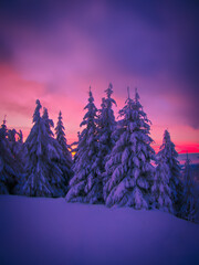 Winter snowy landscape with fresh snow covered trees