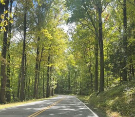 road in autumn forest