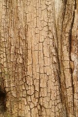 Wall Mural - Texture or background of light colored natural wood texture The surface of the tree trunk is thick with bark cracks.