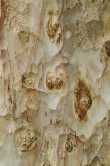 Wall Mural - Texture or background of Light and dark natural wooden background. Surface of a thick tree trunk with fragments of bark, horizontal tree texture.