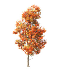 Autumn tree PNG. Autumn tree isolated on transparent background. single autumn tree cutout PNG. big old trees with yellow, orange and brown leaves. side view of transparent autumn tree.