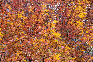 Full frame abstract texture background of bright autumn color leaves on a red maple (acer rubrum) tree