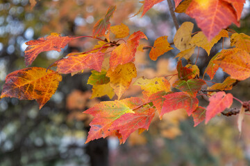 Wall Mural - full frame abstract texture background of bright autumn color leaves on a red maple (acer rubrum) tr
