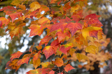 Wall Mural - full frame abstract texture background of bright autumn color leaves on a red maple (acer rubrum) tr