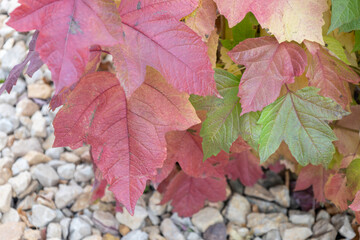 Wall Mural - full frame abstract texture background of autumn color leaves on a compact cranberry (viburnum trilo