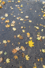 Wall Mural - full frame abstract texture background of naturally scattered maple leaves on a damp concrete sidewa
