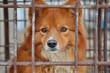 © LimeSky - Close up of a sorrowful dog behind a grimy cage evoking sympathy in a shelter for abandoned animals