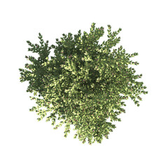 Wall Mural - flower bush isolated on transparent background. Single Tropical plant. flower fence bush. green shrub tree PNG. Side View of flower bush with leaves PNG. transparent Shrub PNG for garden decoration.