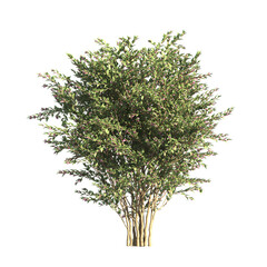 Wall Mural - flower bush isolated on transparent background. Single Tropical plant. flower fence bush. green shrub tree PNG. Side View of flower bush with leaves PNG. transparent Shrub PNG for garden decoration.