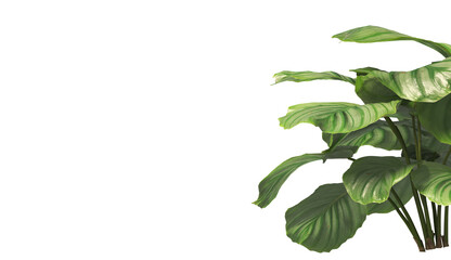 Wall Mural - Calathea Orbifolia leaves isolated on transparent background. Calathea orbifolia Plant isolated on transparent background. green indoor plant PNG. House Plant PNG. Shrub PNG. bush PNG.