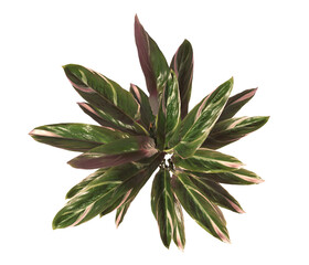 Wall Mural - Trio star Plant isolated on transparent background. Tricolor prayer leaves PNG. indoor plant isolated on transparent background. Shrub PNG. bush PNG. Tricolor prayer Plant. triostar stromanthe Plant.