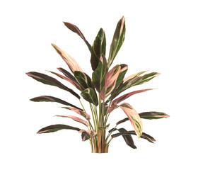 Wall Mural - Trio star Plant isolated on transparent background. Tricolor prayer leaves PNG. indoor plant isolated on transparent background. Ornamental Plant bush PNG. Tricolor prayer Plant. triostar stromanthe.