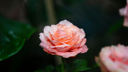 Sticker - Beautiful roses in the garden, Roses are beautiful with a beautiful sunny day.